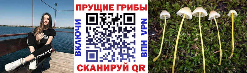 мега tor  магазин    Моздок  Псилоцибиновые грибы GOLDEN TEACHER 